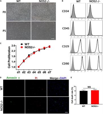 Knockout of NOS2 Promotes Adipogenic Differentiation of Rat MSCs by Enhancing Activation of JAK/STAT3 Signaling